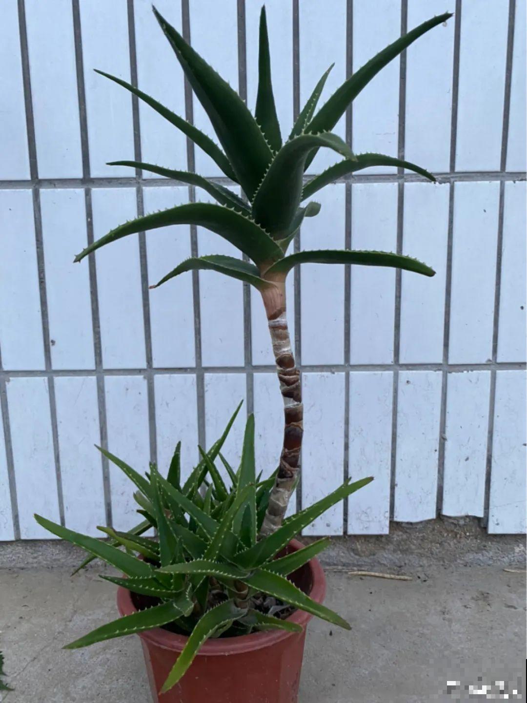 30层楼高开满三角梅,变成空中花园,太美了! 30层楼高开满三角梅,变成空中花园,太美了!