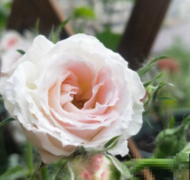 白桃妖精放卧室，美观又清新，还能助眠！