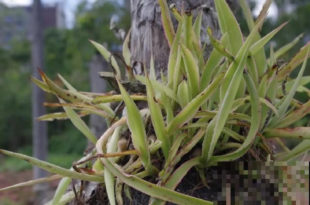 寿命最长的花，10岁养到100岁，够你养一辈子！