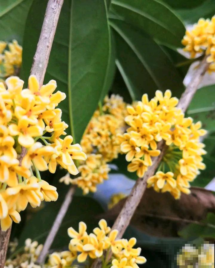 秋季养花大合集，30种花，你想要的我全有！