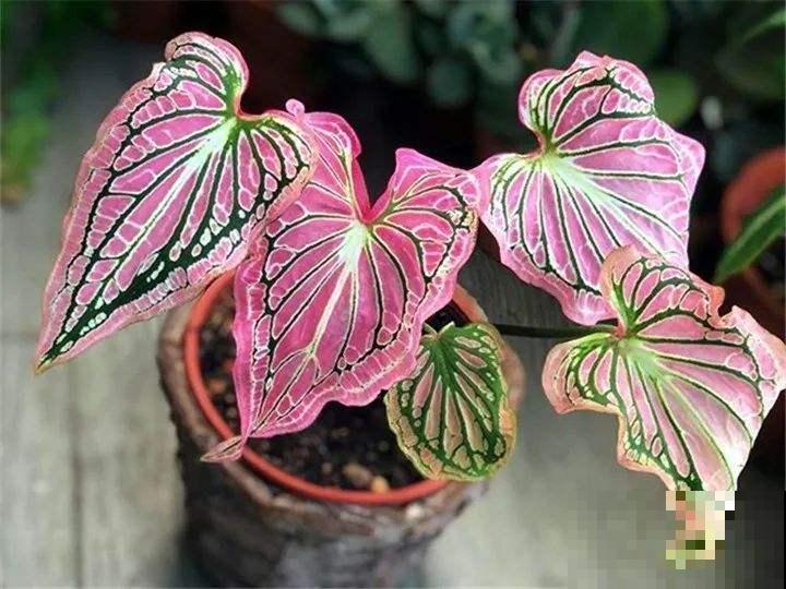 5种网红植物，叶子粉粉嫩嫩，耐阴又好养！