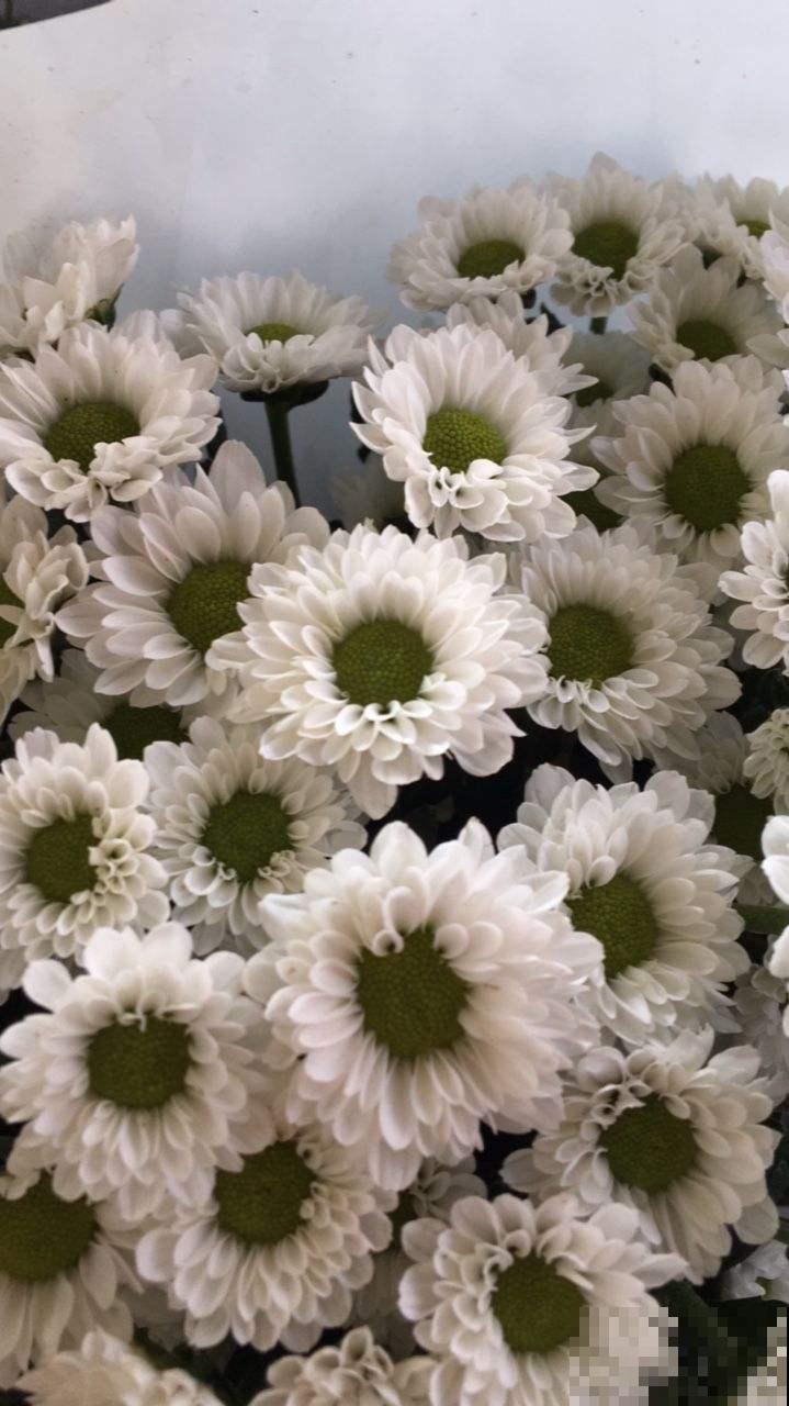 教你6招，买来的菊花能养好几年，超级简单好用！