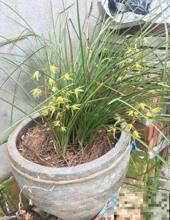 捡了3个大水缸，种上这几种花，放门口太霸气了！