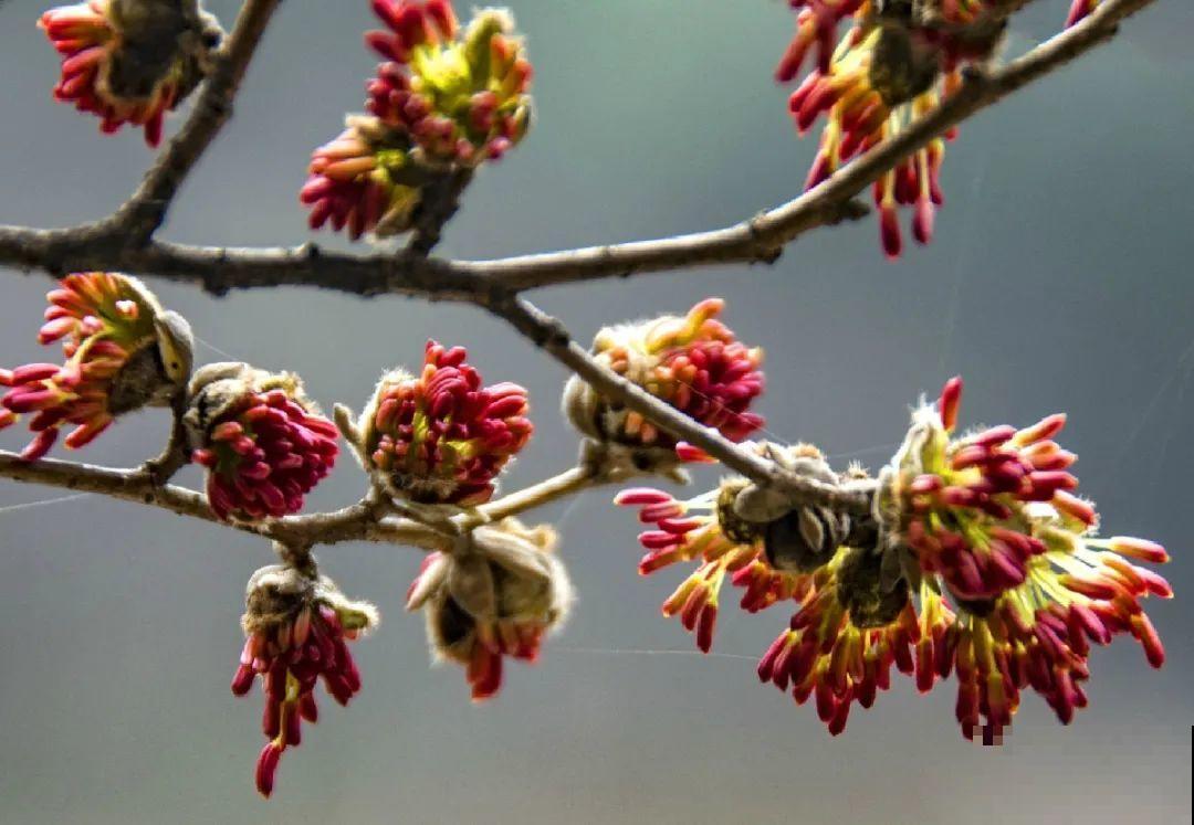 山上的雪莲,说摘就摘? 山上的雪莲,说摘就摘?