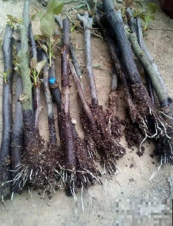 扦插有啥难？1根吸管，插活6盆花，太简单了！