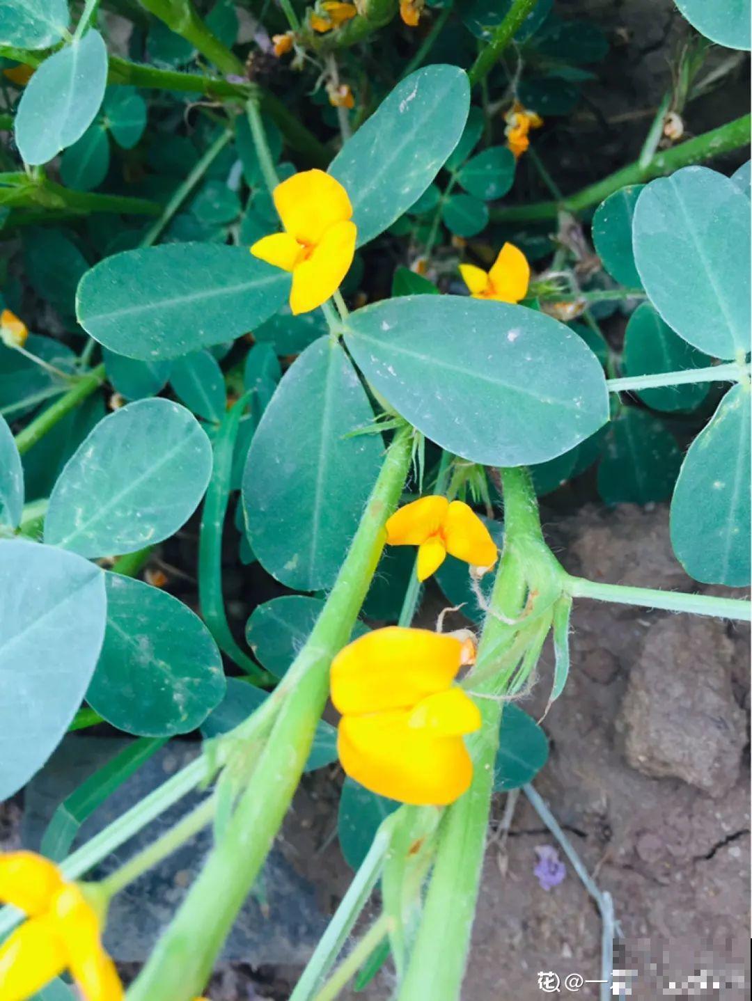 农村养出的“宝藏”花,精致可爱,一点也不土气! 农村养出的“宝藏”花,精致可爱,一点也不土气!