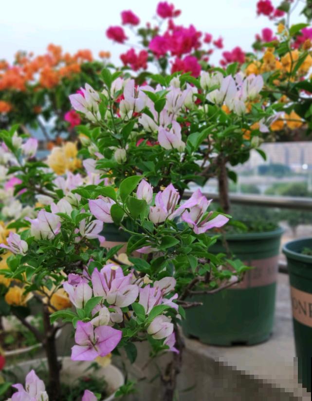 20平的小楼顶，养了100多盆三角梅，花团锦簇美不胜收！