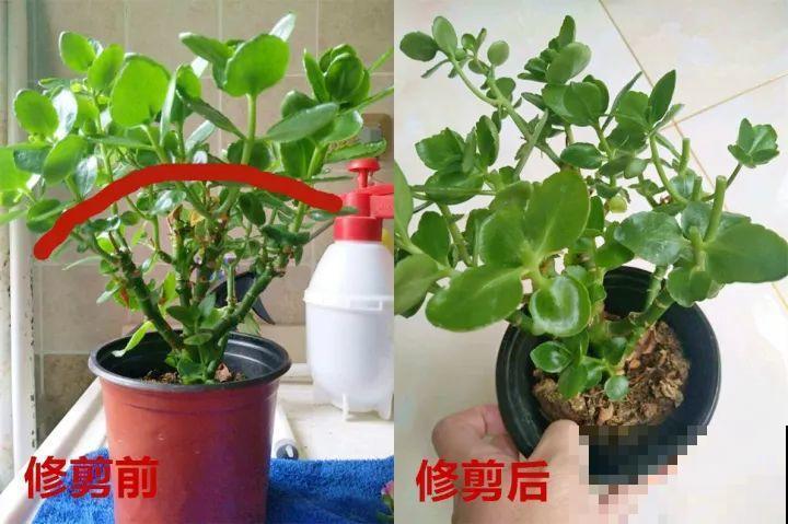 公认难养的花,养一盆死一盆,从来没有养活过! 公认难养的花,养一盆死一盆,从来没有养活过!