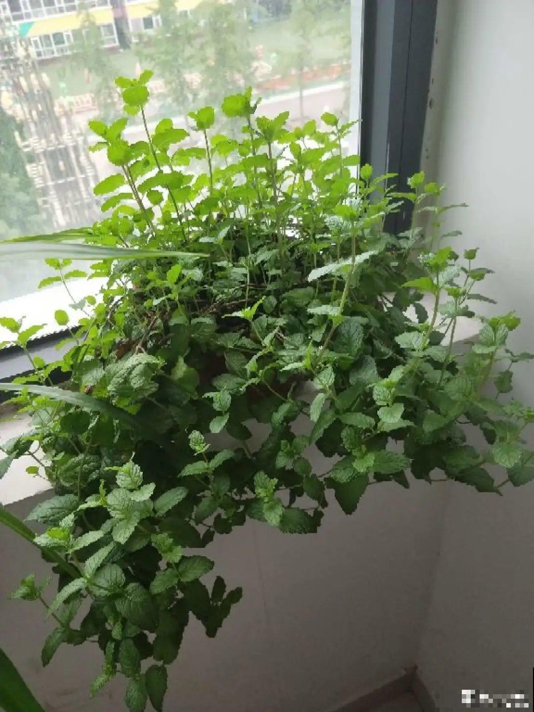 卧室养花要警惕，选不对，让你整夜睡不着！