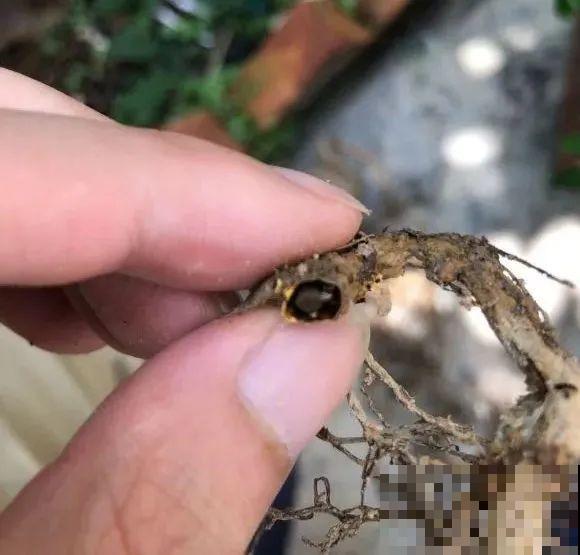 秋老虎来了，9种花进入“死期”，切莫大意！