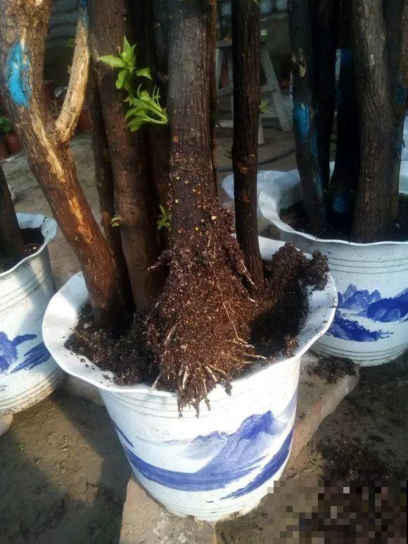 扦插有啥难？1根吸管，插活6盆花，太简单了！