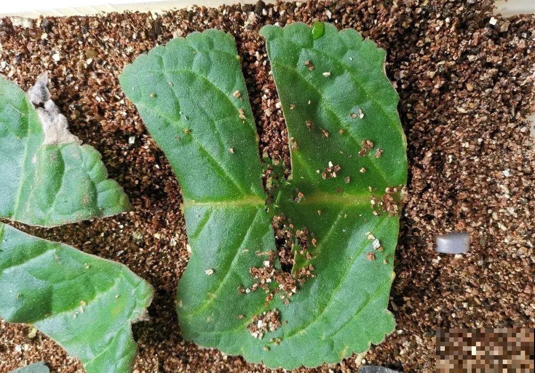 旧筷子、老干妈瓶，都是养花宝贝，做盆浇水都能用！