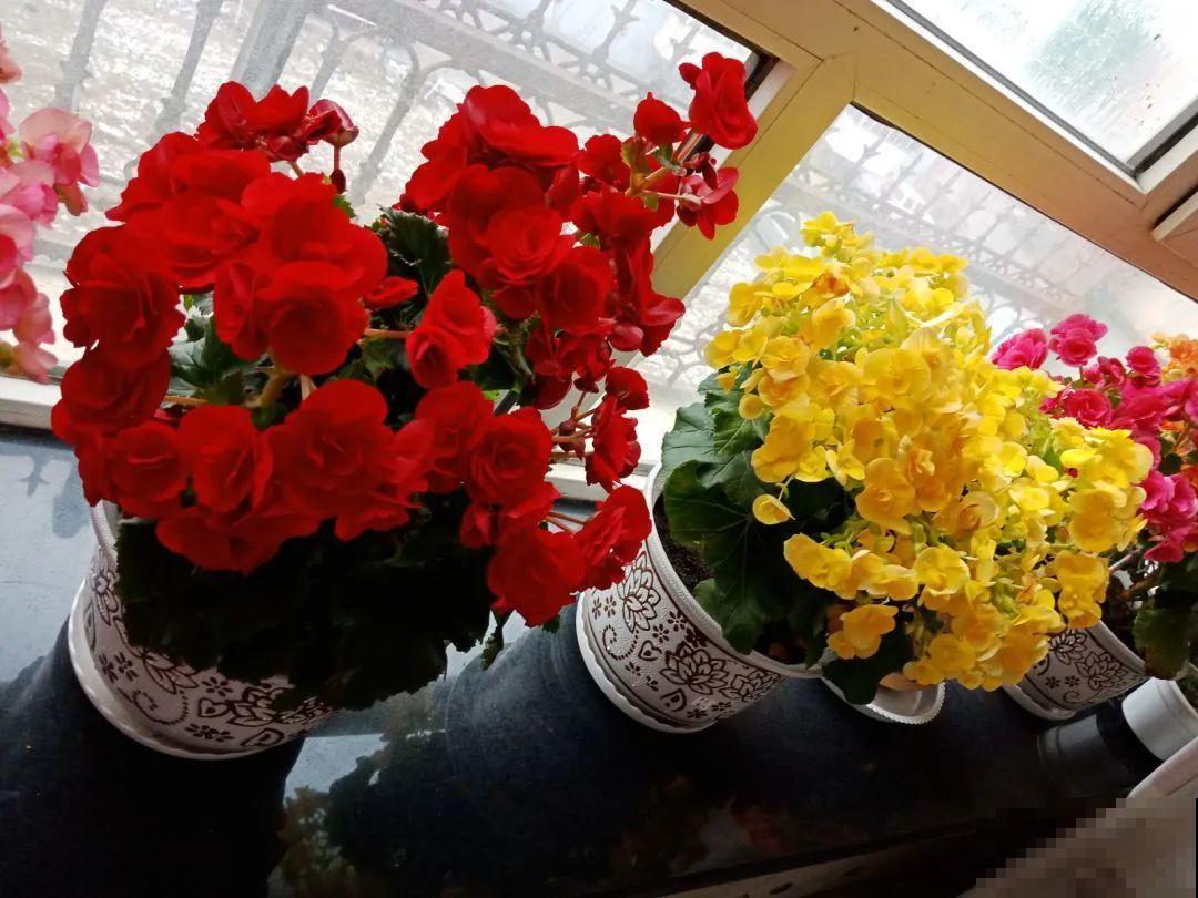 公认难养的花,养一盆死一盆,从来没有养活过! 公认难养的花,养一盆死一盆,从来没有养活过!