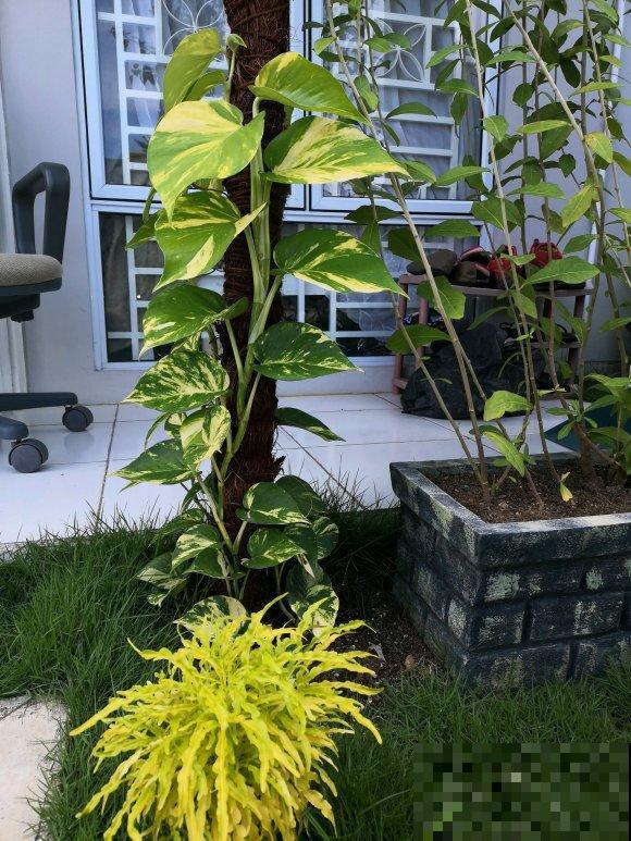 绿萝养久了,居然变成了龟背竹,还开背了? 绿萝养久了,居然变成了龟背竹,还开背了?