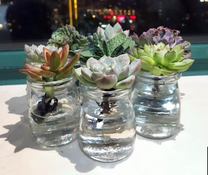 家里的花,用这东西裹住,捂一捂,可以快速生根! 家里的花,用这东西裹住,捂一捂,可以快速生根!