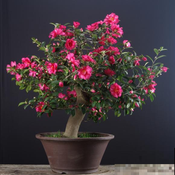 惊艳的6大盆景造型,中国植物艺术的巅峰,收藏起来! 惊艳的6大盆景造型,中国植物艺术的巅峰,收藏起来!