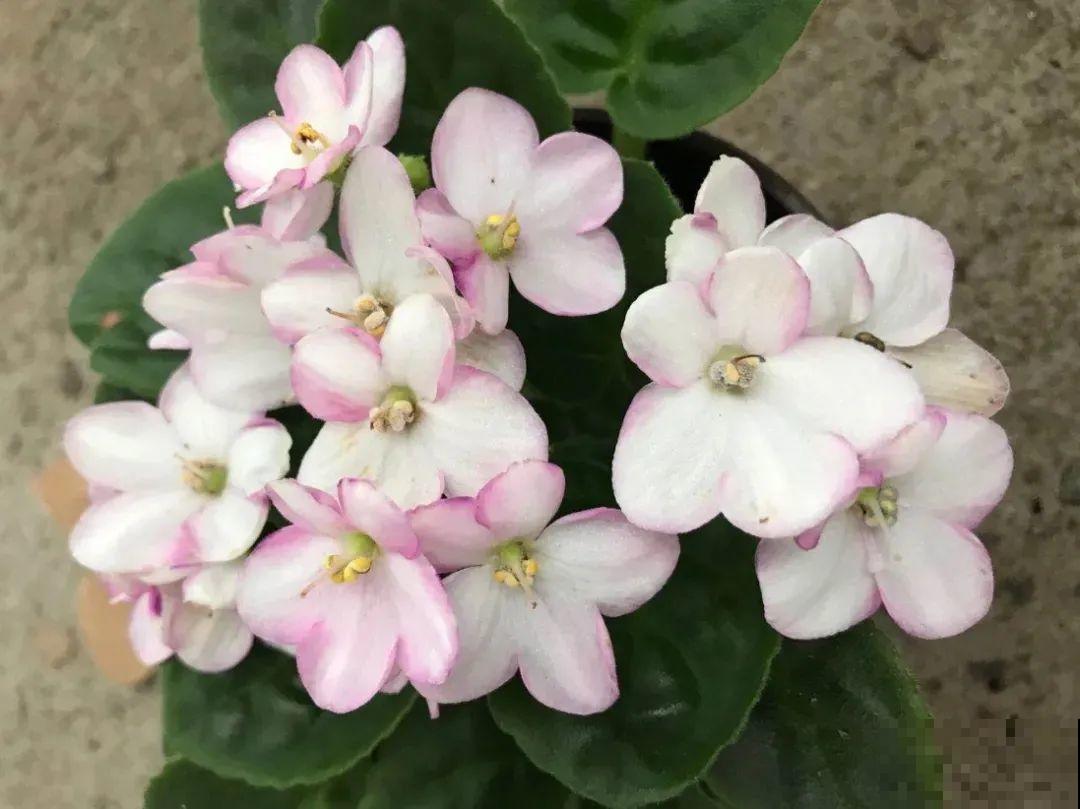 绿萝养腻了,换成非洲紫罗兰,1年有10个月花期! 绿萝养腻了,换成非洲紫罗兰,1年有10个月花期!