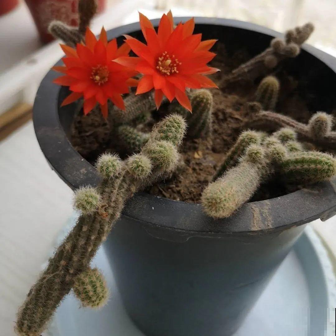 看图猜花名，100道题，测你的养花天分！