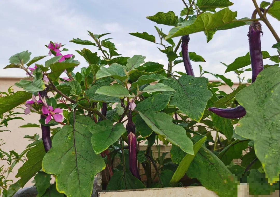 重庆一家企业,楼顶用来种菜养花,佩服! 重庆一家企业,楼顶用来种菜养花,佩服!