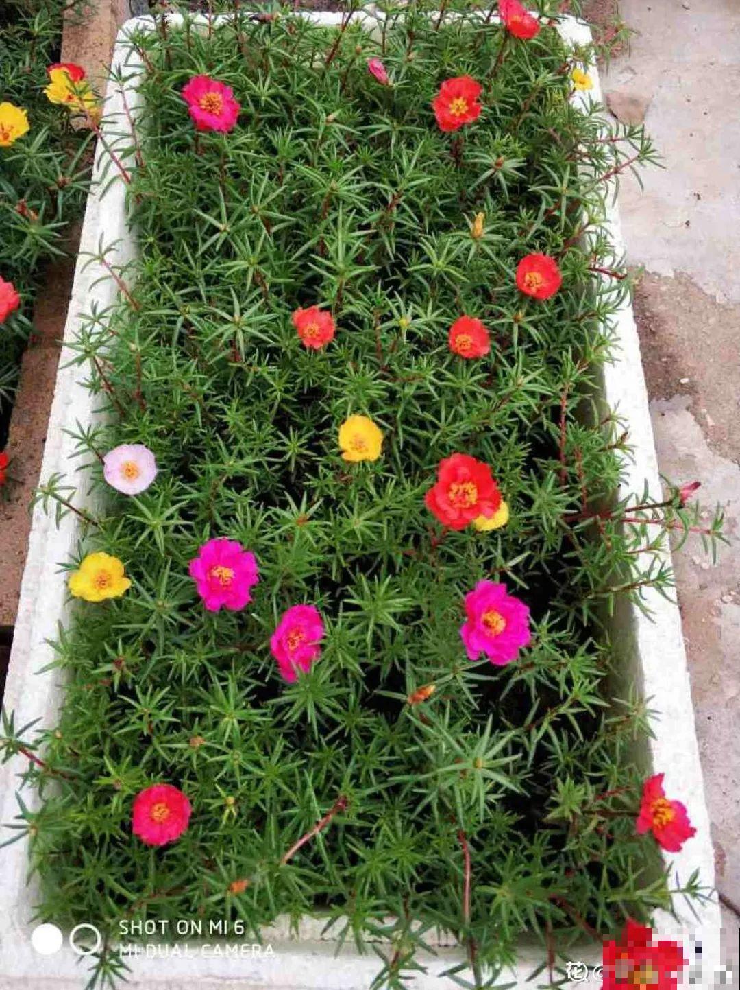 8种花,养小不养老,越老开花越少! 8种花,养小不养老,越老开花越少!