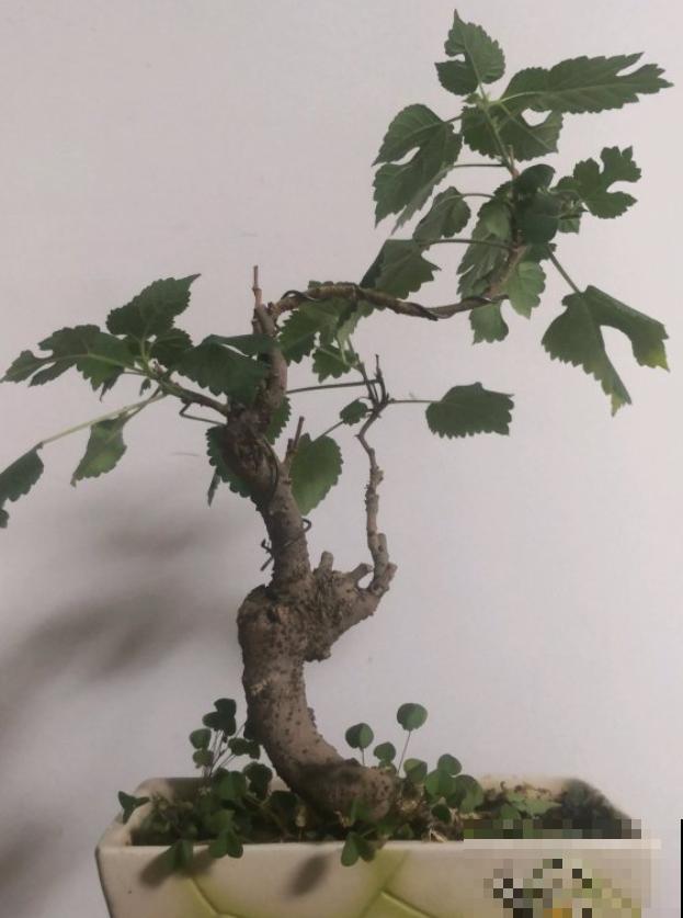 构树全身都是宝,花穗和果子都能吃,叶子还能洗碗! 构树全身都是宝,花穗和果子都能吃,叶子还能洗碗!