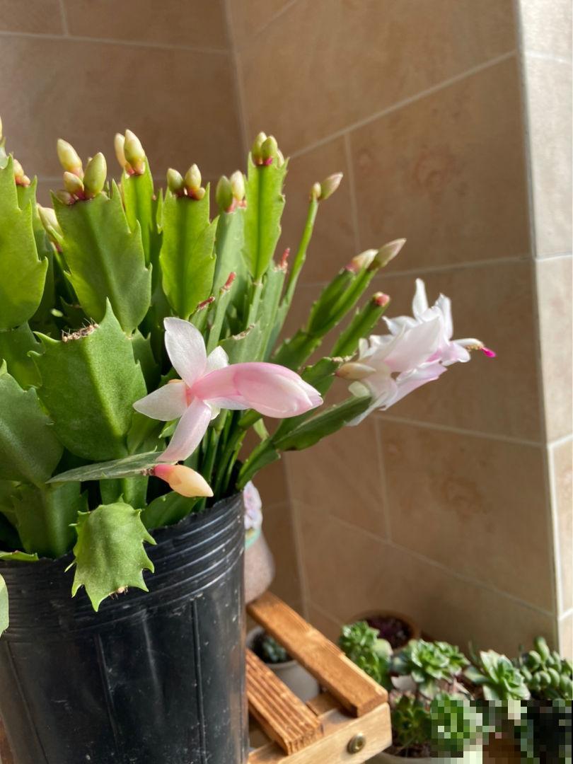 蟹爪兰快苏醒了,养护注意4要点,秋冬才能有花看 蟹爪兰快苏醒了,养护注意4要点,秋冬才能有花看