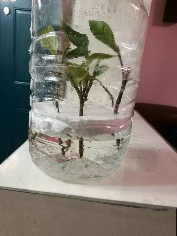 旧筷子、老干妈瓶，都是养花宝贝，做盆浇水都能用！