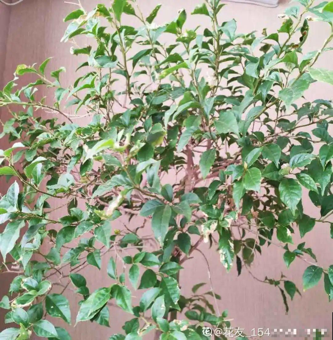 家里养3种花,最怕遇见这个,抓紧避免才能疯长! 家里养3种花,最怕遇见这个,抓紧避免才能疯长!