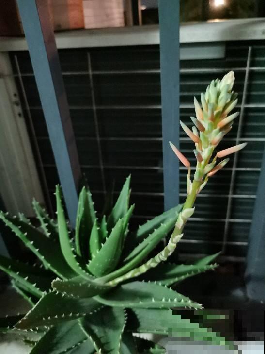 养了10年的芦荟,开出大红色花箭,寓意吉祥好运到 养了10年的芦荟,开出大红色花箭,寓意吉祥好运到