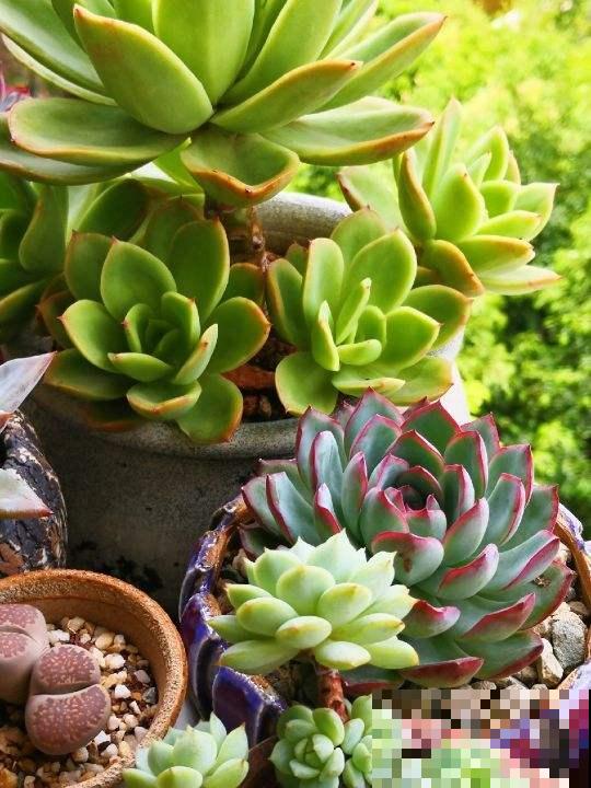 多肉这么养,才能养的白白胖胖,10年不烂根 多肉这么养,才能养的白白胖胖,10年不烂根