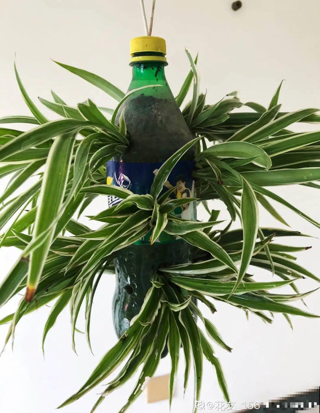 塑料瓶养花真省钱,戳个洞就行,种上吊兰长得超旺 塑料瓶养花真省钱,戳个洞就行,种上吊兰长得超旺