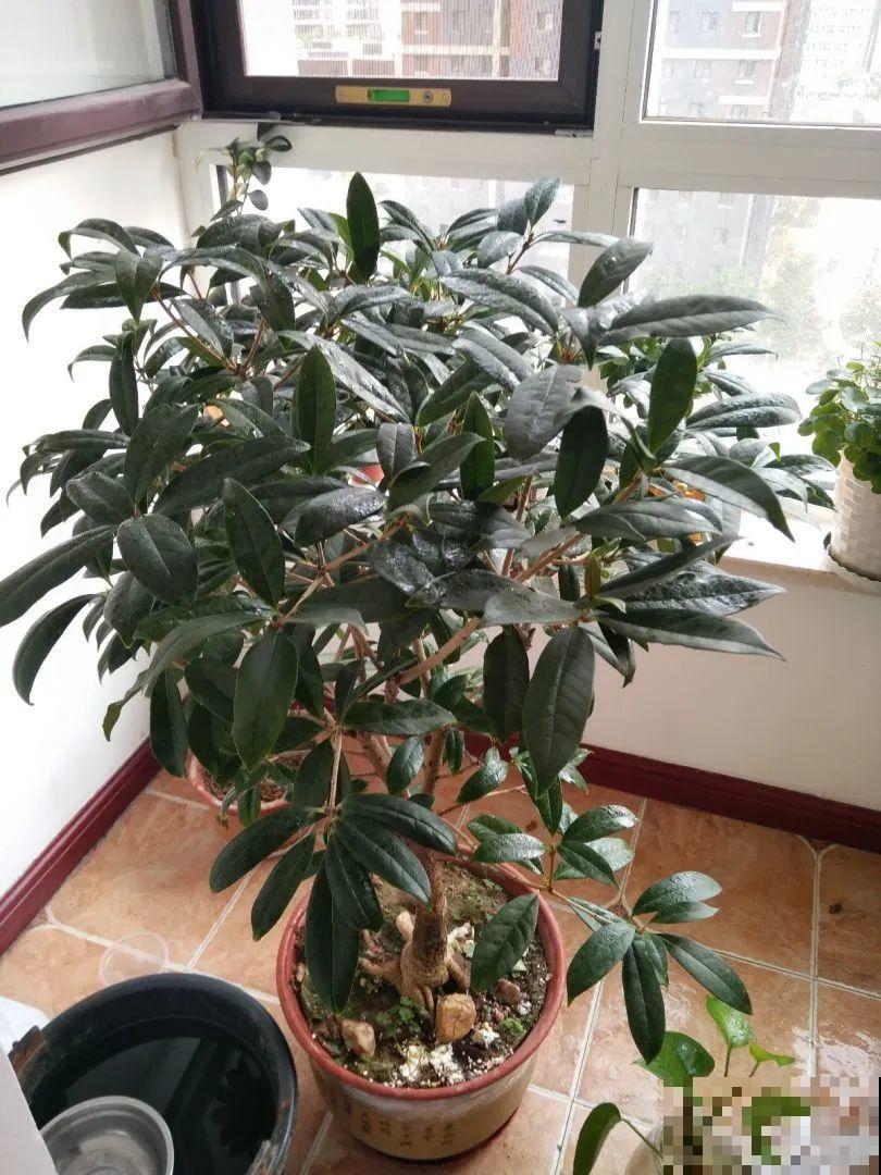 下个月开始，这10种花不能剪，剪了没花看，白养大半年！