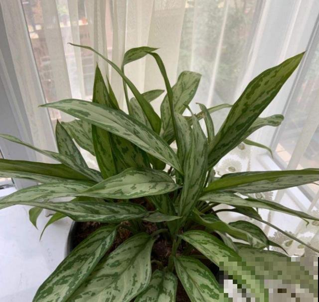 绿植“贵族”银皇后,净化空气超棒,烟友必备! 绿植“贵族”银皇后,净化空气超棒,烟友必备!