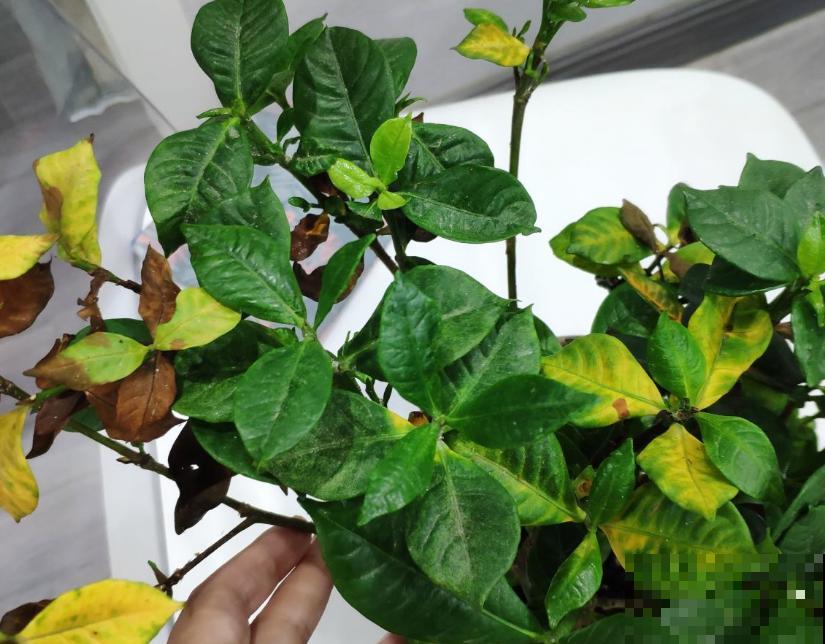 叶子发黄，就这4个原因，看完就明白了！