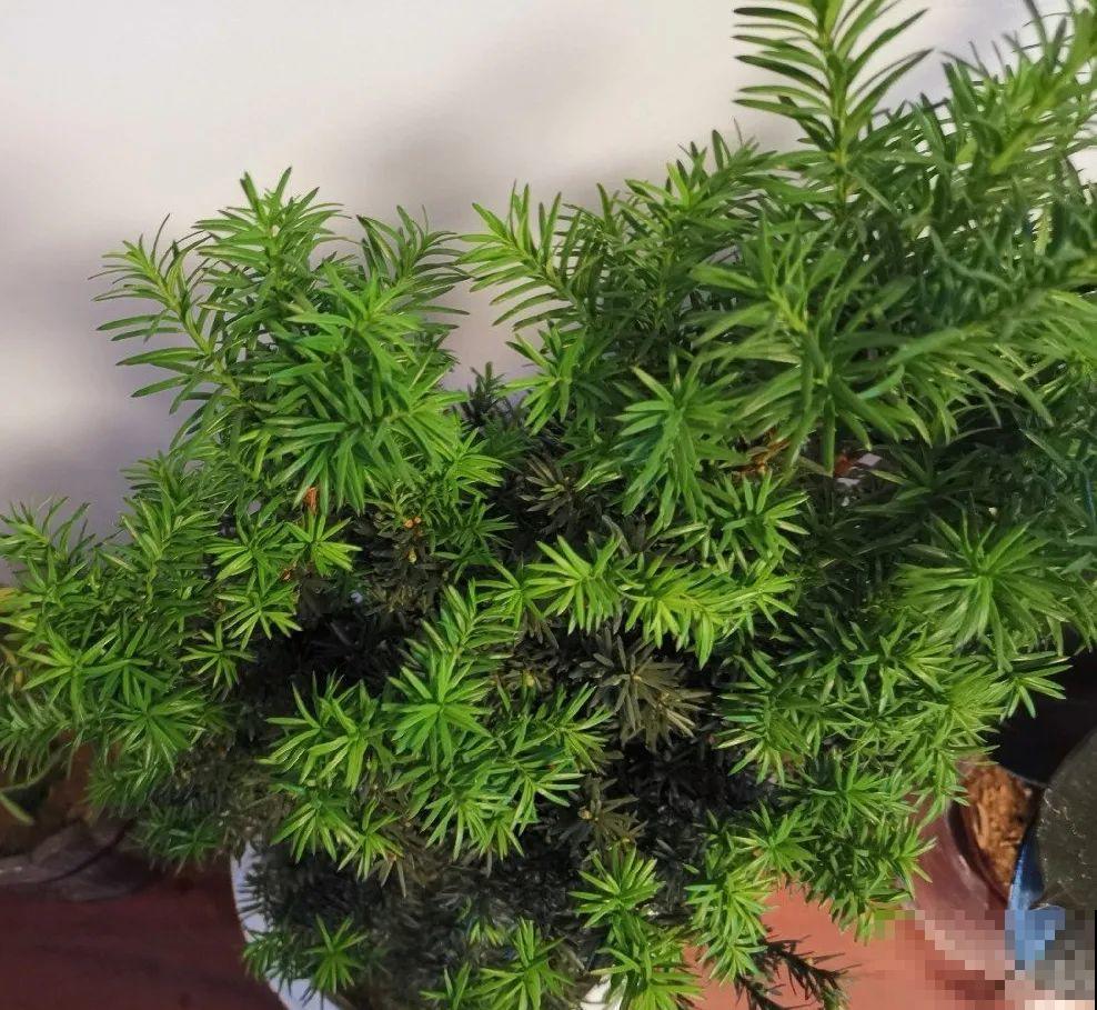 24种植物“净化器”,每个房间养一盆,太值了! 24种植物“净化器”,每个房间养一盆,太值了!