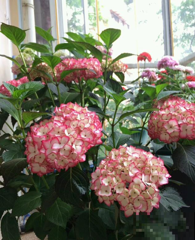 她家的花一开，就赶紧画成水彩画，比真花还美！