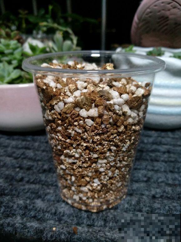 扦插最佳时期到了,有这花赶紧插,沾土就能活! 扦插最佳时期到了,有这花赶紧插,沾土就能活!