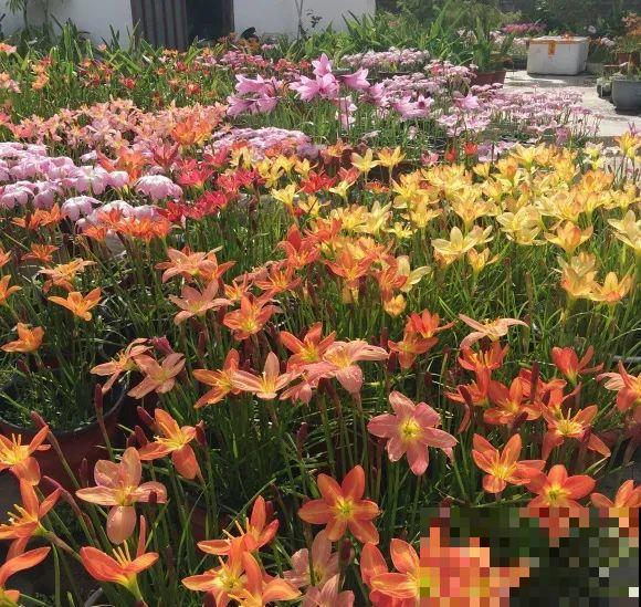 种花赚钱？要是有块地，真的发财了！