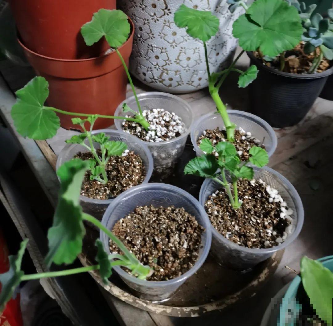 你扔的花,我捡回家,半个月起死回生! 你扔的花,我捡回家,半个月起死回生!