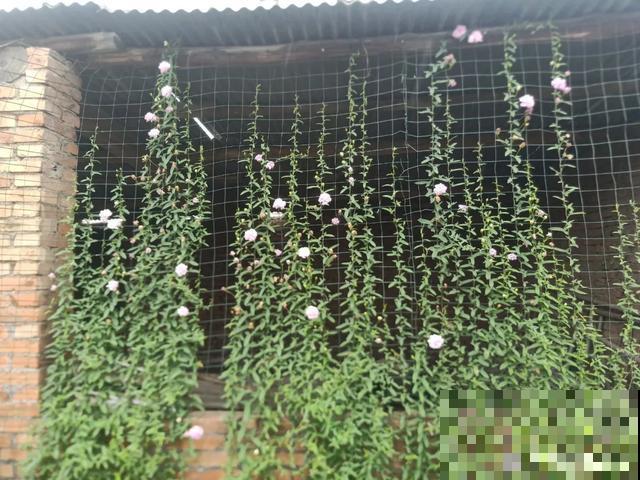 4种花就是吸血鬼，不能被缠上，否则死翘翘