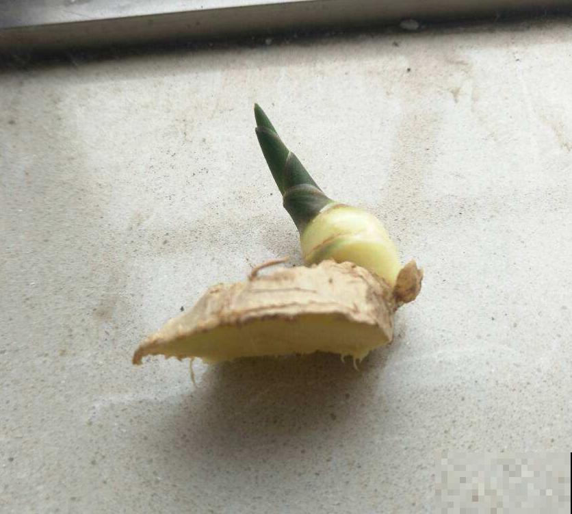 发芽的生姜不要扔,埋到花盆里,叶子绿油油! 发芽的生姜不要扔,埋到花盆里,叶子绿油油!