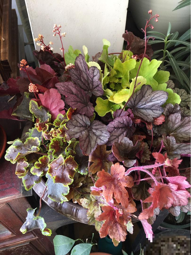 家里养羽衣甘蓝,仙气十足,冬天照样长得旺 家里养羽衣甘蓝,仙气十足,冬天照样长得旺