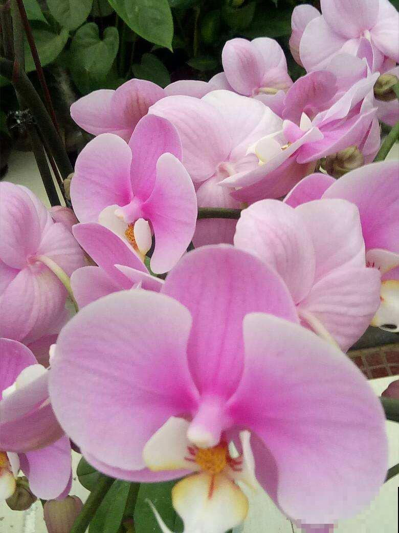 喜欢养兰的花友，4种兰花不可或缺，开花漂亮自带贵气