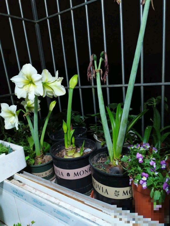 养花也要有度,阳台别摆太多花,小心压塌了! 养花也要有度,阳台别摆太多花,小心压塌了!