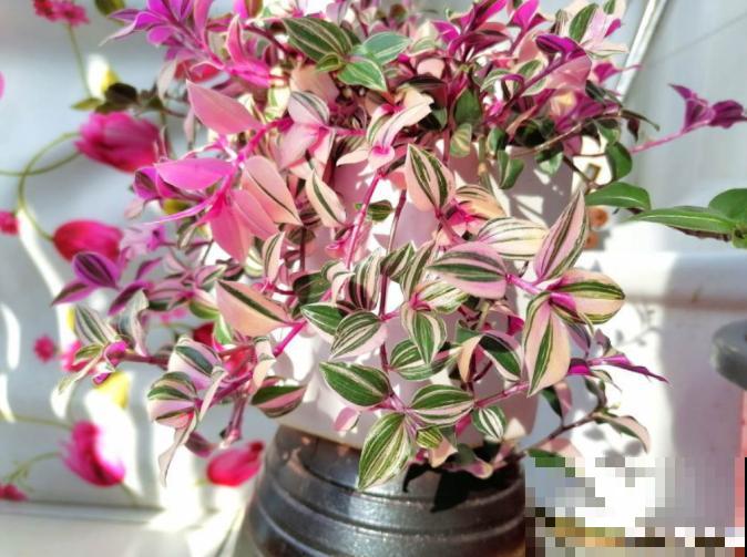 5种网红植物，叶子粉粉嫩嫩，耐阴又好养！