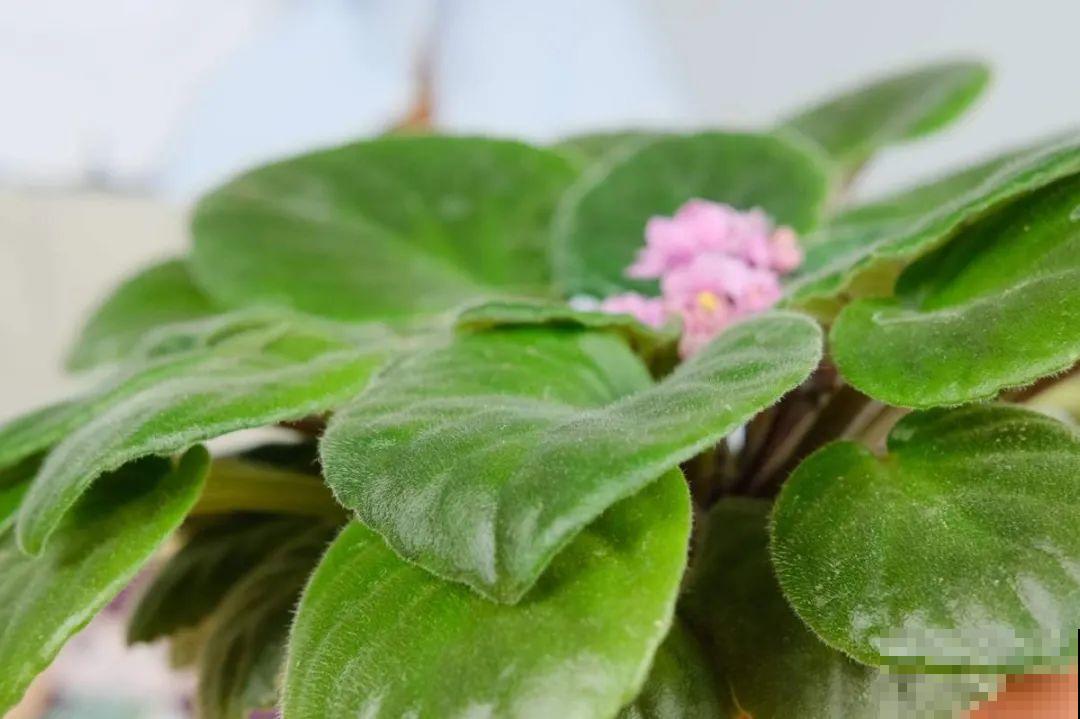 绿萝养腻了,换成非洲紫罗兰,1年有10个月花期! 绿萝养腻了,换成非洲紫罗兰,1年有10个月花期!