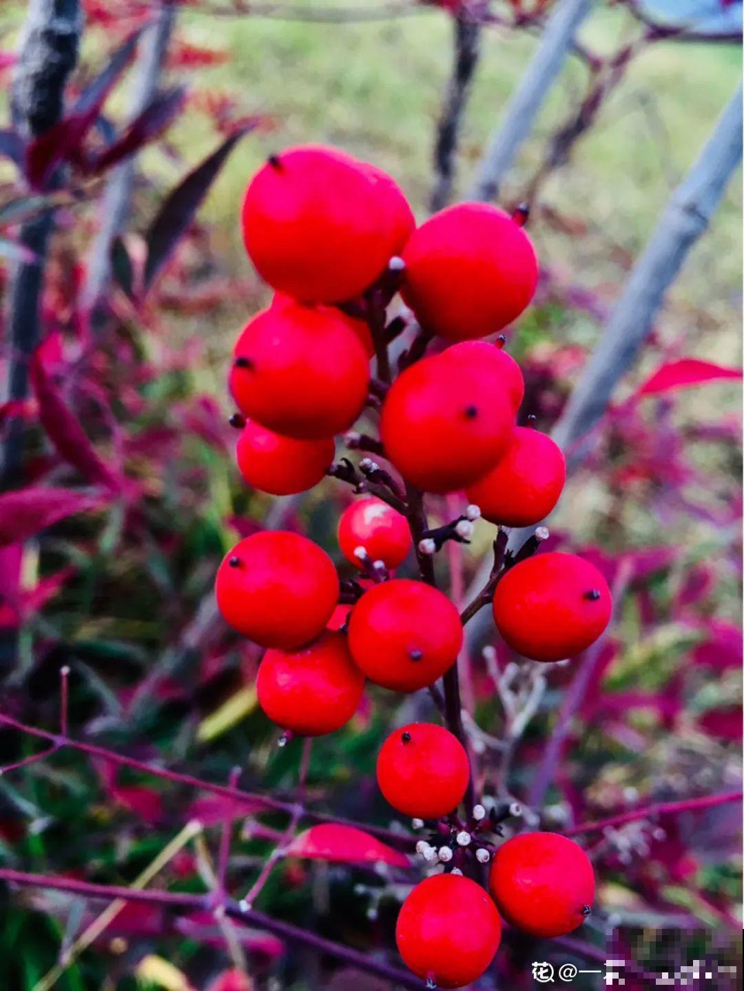 路边捡的果子有剧毒，看见了要躲开！