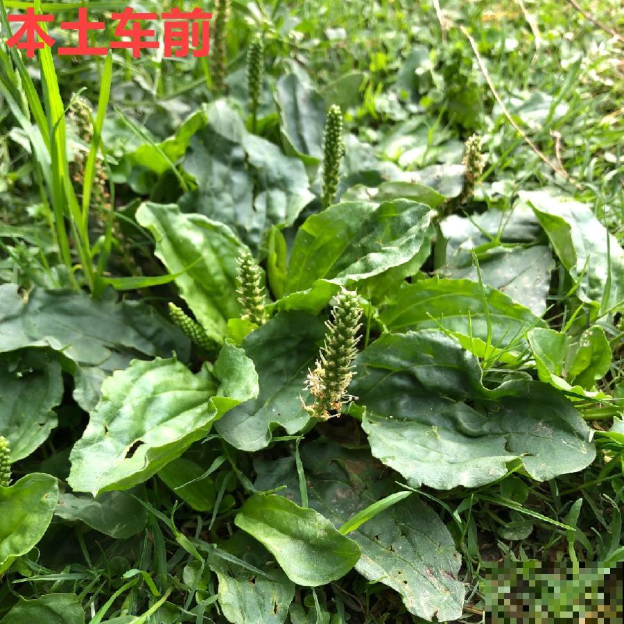 38种入侵植物,全村出来挖,挖完又长一大片 38种入侵植物,全村出来挖,挖完又长一大片