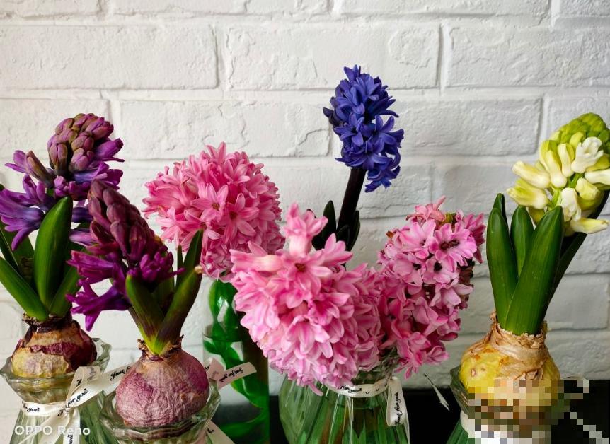 初入花坑,就选这些懒人花,种一次开好几个月! 初入花坑,就选这些懒人花,种一次开好几个月!