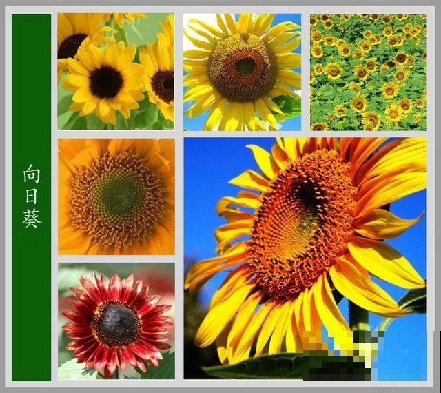 最齐全的《百花图谱》,珍藏起来,路边花都能叫上名! 最齐全的《百花图谱》,珍藏起来,路边花都能叫上名!